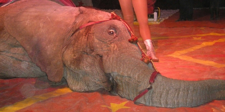 Libérons les animaux sauvages des cirques